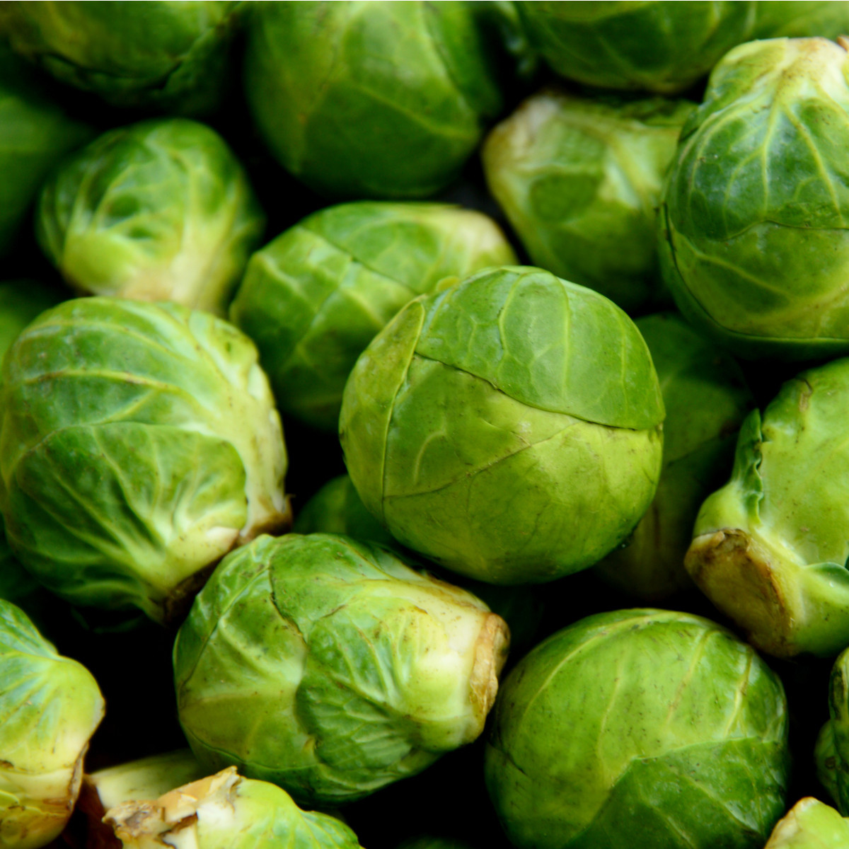 Kapusta růžičková Dolores F1 - Brassica oleracea var. gemmifera - semena - 40 ks