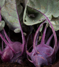 BIO Kedluben Azur - Brassica oleracea L. - bio semena - 50 ks