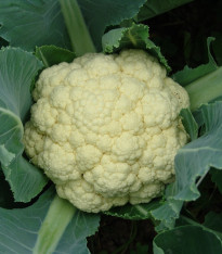 Květák raný Beta - Brassica oleracea convar. botrys - semena - 150 ks