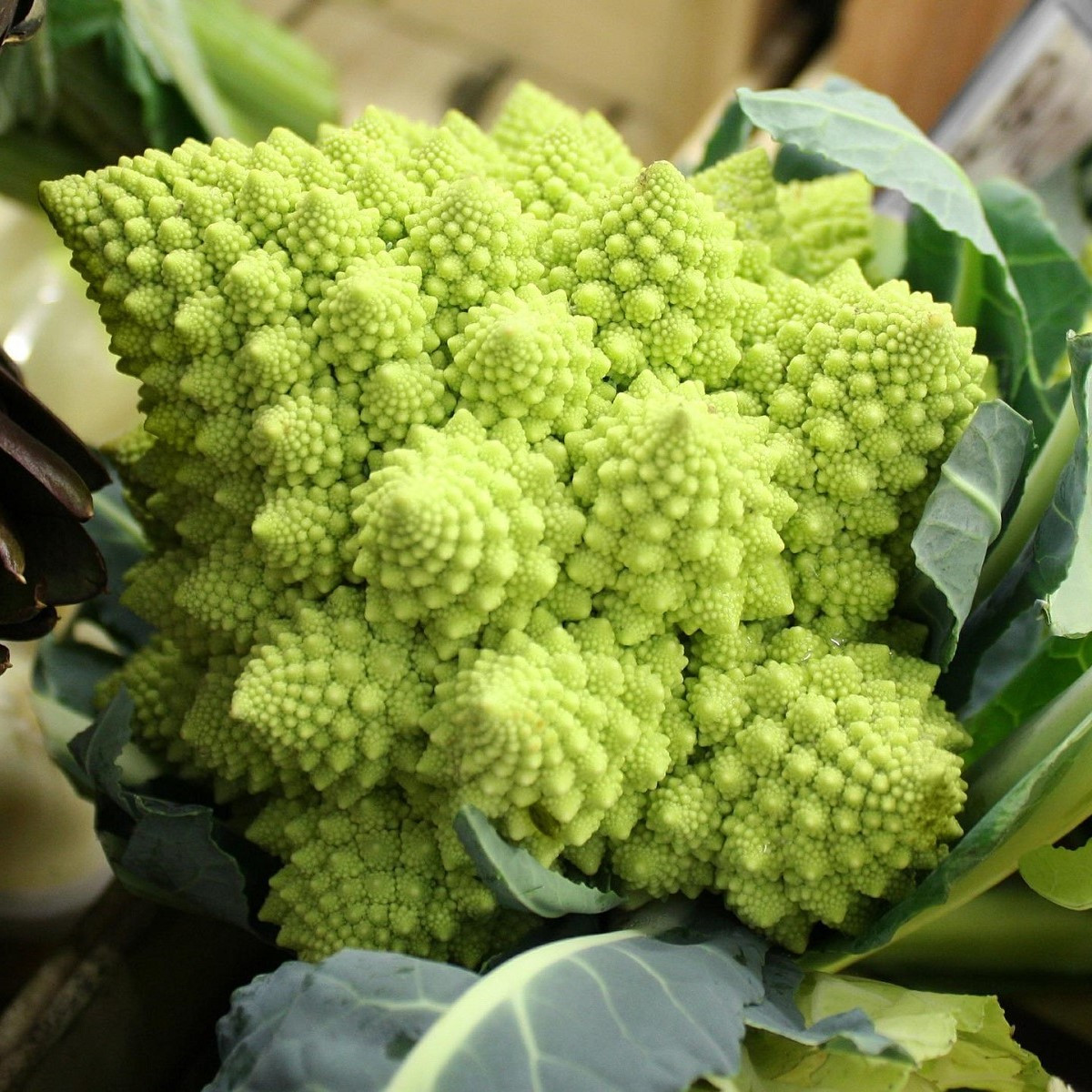 Květák Veronica - Brassica oleracea L. convar. botrys - semena - 10 ks