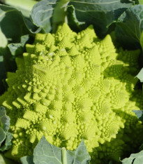 Květák Veronica - Brassica oleracea L. convar. botrys - semena - 10 ks