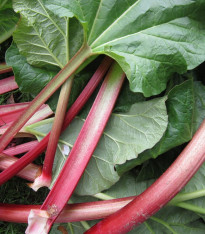 Reveň / Rebarbora - Rheum rhabarbarum - semena - 20 ks