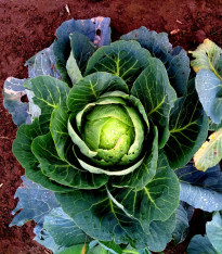 Zelí bílé Brunswijker - Brassica oleracea - semena - 150 ks