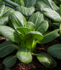 Pak Choi Hanakan F1 - Brassica rapa var rosularis - semena - 70 ks