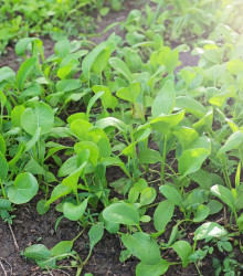 Choi Sum Fubbi - Brassica parachinensis - semena - 100 ks