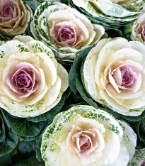 Okrasné zelí Crane F1 bicolor - Brassica oleracea - semena - 20 ks