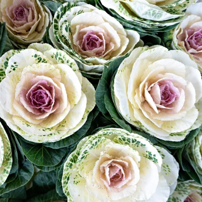 Okrasné zelí Crane F1 bicolor - Brassica oleracea - semena - 20 ks