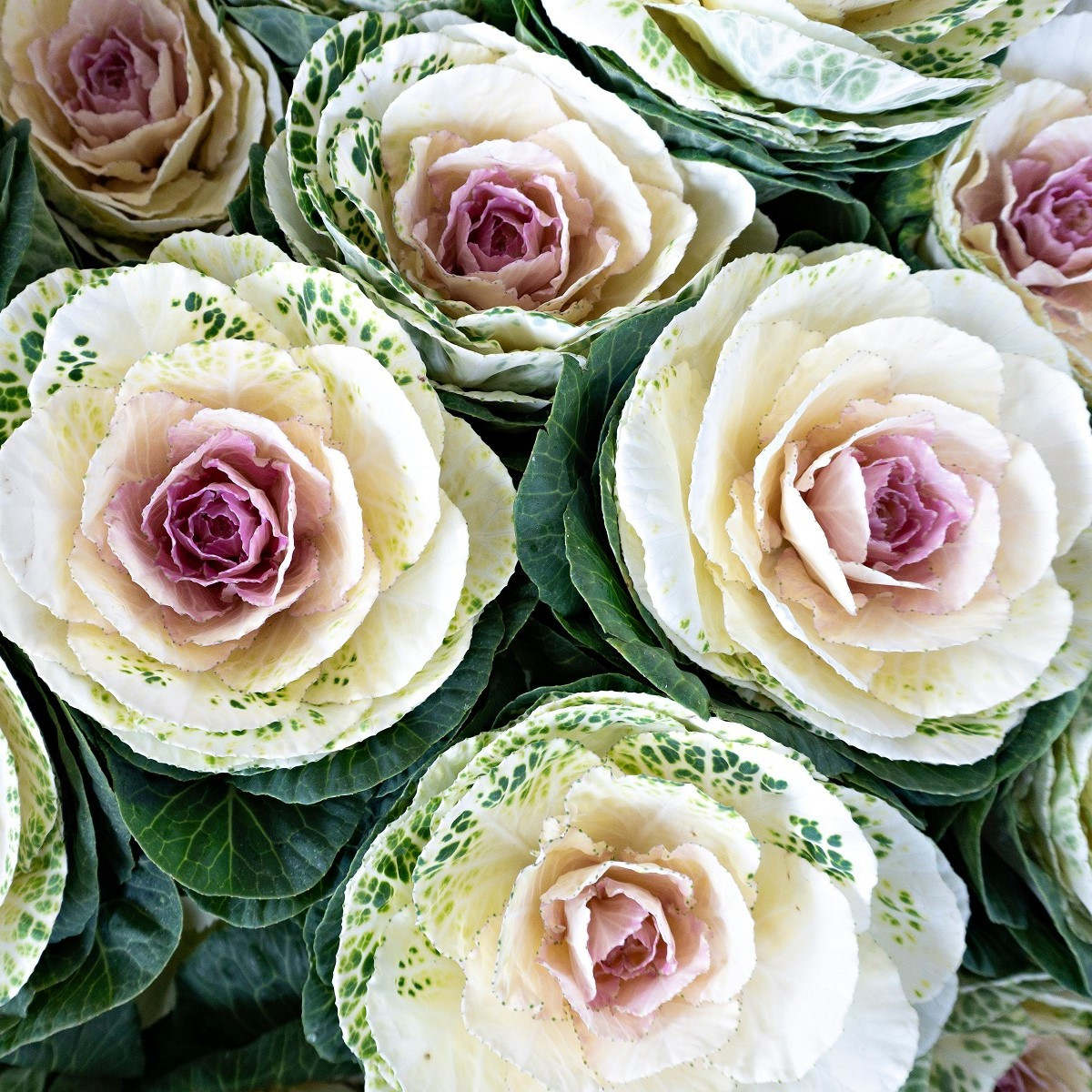 Okrasné zelí Crane F1 bicolor - Brassica oleracea - semena - 20 ks