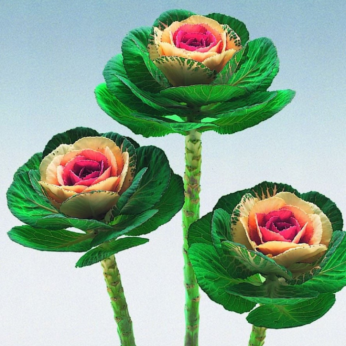 Okrasné zelí Crane F1 bicolor - Brassica oleracea - semena - 20 ks