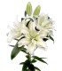 Lilie plnokvětá Roselily Aisha - Lilium - cibuloviny - 1 ks