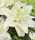 Lilie plnokvětá Roselily Aisha - Lilium - cibuloviny - 1 ks