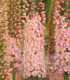 Liliochvostec Romance - Eremurus - cibuloviny - 1 ks