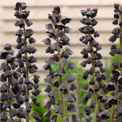 Řebčík perský Adiyaman - Fritillaria persica - cibuloviny - 1 ks