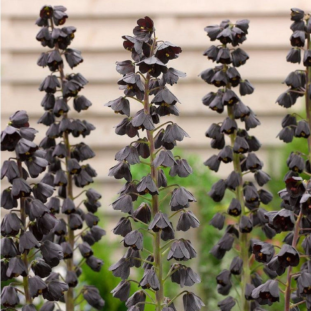 Řebčík perský Adiyaman - Fritillaria persica - cibuloviny - 1 ks