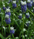 Modřenec Touch of snow - Muscari armeniaca - cibuloviny - 5 ks