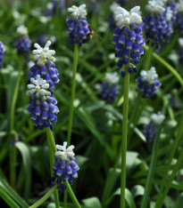 Modřenec Touch of snow - Muscari armeniaca - cibuloviny - 5 ks