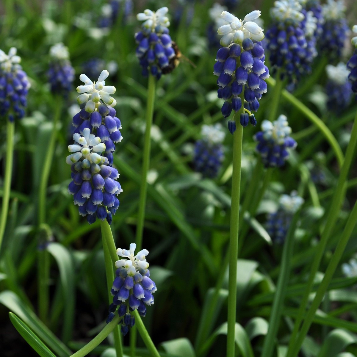 Modřenec Touch of snow - Muscari armeniaca - cibuloviny - 5 ks