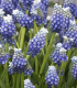 Modřenec Touch of snow - Muscari armeniaca - cibuloviny - 5 ks