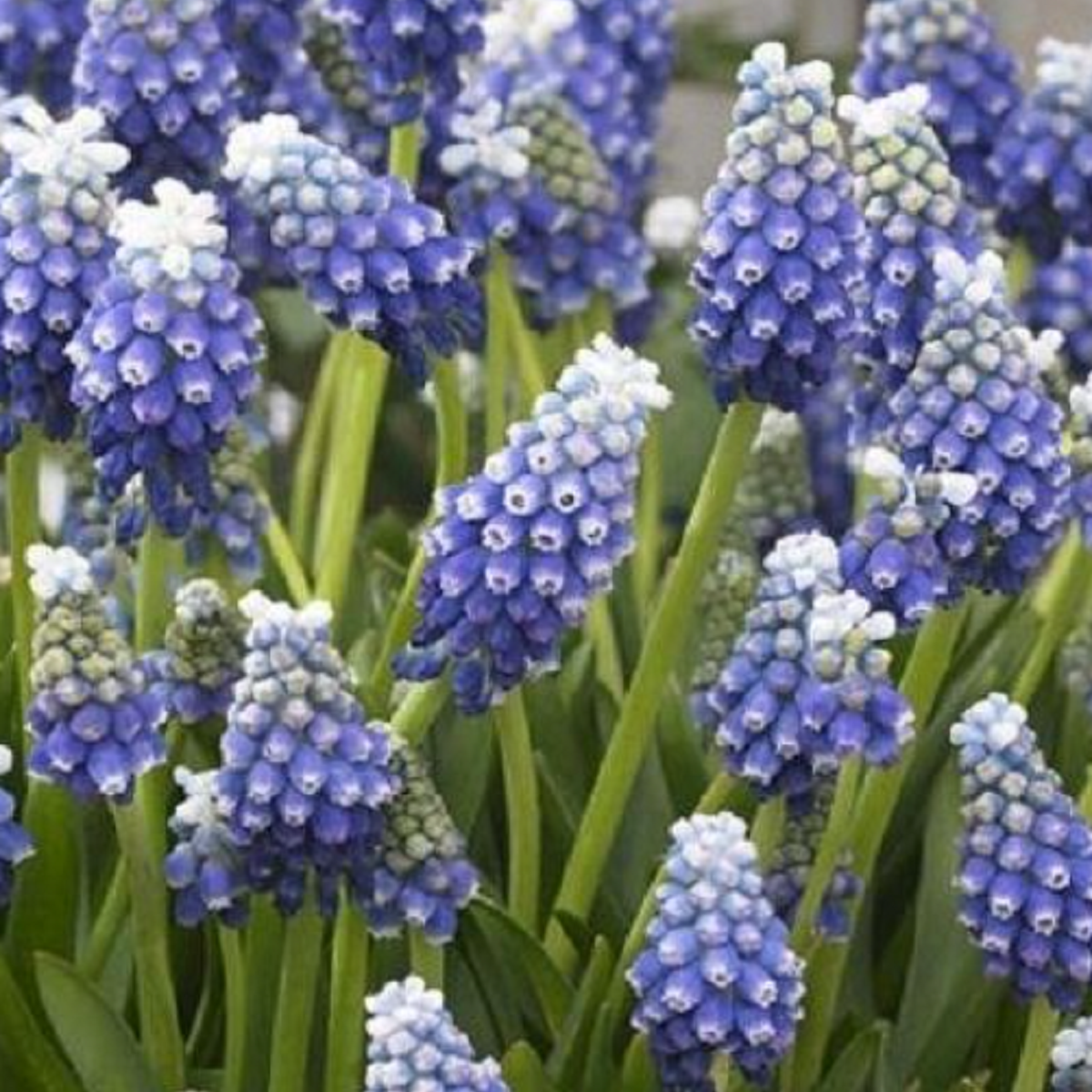 Modřenec Touch of snow - Muscari armeniaca - cibuloviny - 5 ks