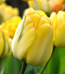 Tulipán plnokvětý Akebono - Tulipa - cibuloviny - 3 ks