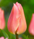 Tulipán Apricot Beauty - Tulipa - cibuloviny - 3 ks