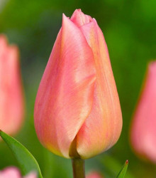 Tulipán Apricot Beauty - Tulipa - cibuloviny - 3 ks