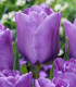 Tulipán Blue Aimable - Tulipa - cibuloviny - 3 ks