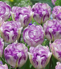 Tulipán plnokvětý Double Shirley - Tulipa - cibuloviny - 3 ks