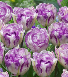 Tulipán plnokvětý Double Shirley - Tulipa - cibuloviny - 3 ks