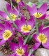 Tulipán Eastern Star pulchella - Tulipa - cibuloviny - 3 ks