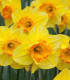 Narcis Early Flame - Narcissus - cibuloviny - 3 ks