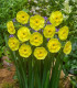 Narcis Sun Disc - Narcissus jonquilla - cibuloviny - 3 ks