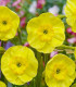 Narcis Sun Disc - Narcissus jonquilla - cibuloviny - 3 ks