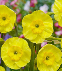 Narcis Sun Disc - Narcissus jonquilla - cibuloviny - 3 ks