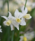 Narcis Toto - Narcissus - cibuloviny - 3 ks