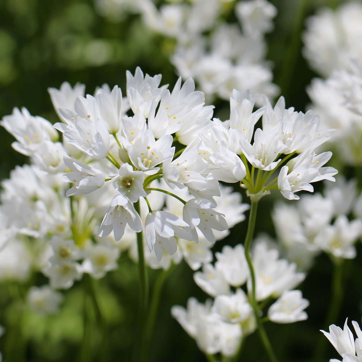 Okrasný česnek Zebdanense - Allium - cibuloviny - 3 ks