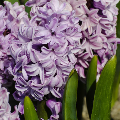 Hyacint Splendid Cornelia - Hyacinthus - cibuloviny - 1 ks