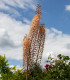 Liliochvostec Romance - Eremurus - cibuloviny - 1 ks
