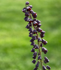 Řebčík perský Adiyaman - Fritillaria persica - cibuloviny - 1 ks