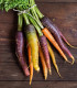 Mrkev letní Rainbow F1 - Daucus carota - semena - 50 ks