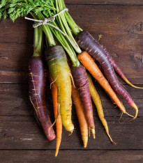 Mrkev letní Rainbow F1 - Daucus carota - semena - 50 ks