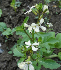 Roketa setá Dentelata - Eruca vesicaria - semena - 200 ks