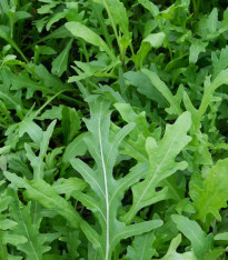 Rukola k rychlení do bytu Speedy - Eruca sativa - semena - 300 ks