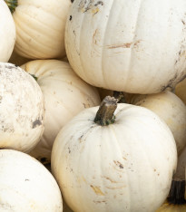 Dýně Moonshine F1 - Cucurbita pepo - semena - 6 ks