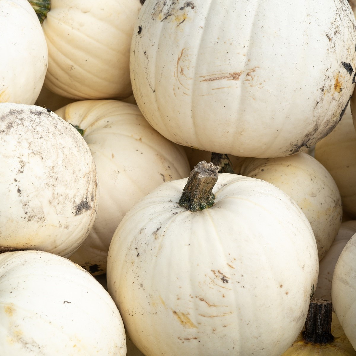 Dýně Moonshine F1 - Cucurbita pepo - semena - 6 ks