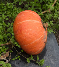 BIO Dýně Sunshine F1 - Cucurbita maxima - bio semena - 6 ks
