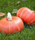 BIO Dýně Sunshine F1 - Cucurbita maxima - bio semena - 6 ks