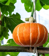 Dýně Sunshine F1 Kabocha - Cucurbita maxima - semena - 4 ks