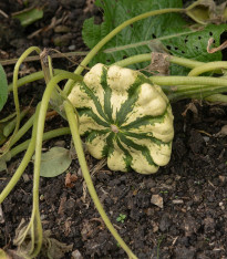 Patizon Vert Jaune - Cucurbita pepo - semena - 5 ks