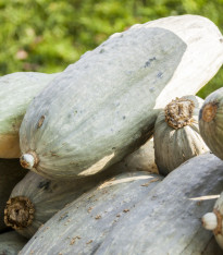 Tykev Blue Banana - Cucurbita maxima - semena - 5 ks